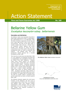 Bellarine Yellow Gum (Eucalyptus leucoxylon subsp. bellarinensis)