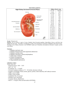 THE NORMAL KIDNEY
