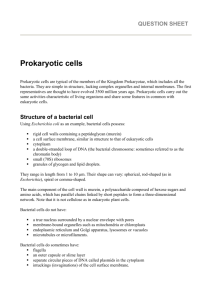 worksheet prokaryotes info and qs