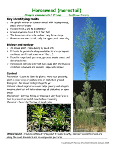 Horseweed (marestail)