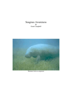 Seagrass Awareness