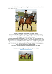 Durran Pedro - British Riding Pony, 14hh, gelding, 6yr old sire