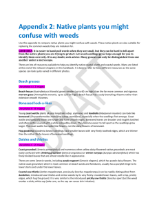 Appendix 2: Native plants you might confuse with weeds Use this