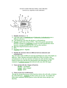 study guide for bacteria and viruses