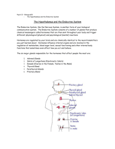 The Hypothalamus and the Endocrine System