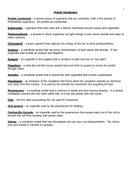 Protist & Fungi- Study Guide Answer Key Protist 1. What protist
