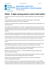 A tight calving pattern starts with heifers
