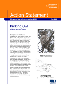 Barking Owl (Ninox connivens) accessible