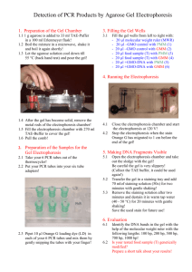 2. Preparation of the Samples for the Gel Electrophoresis 2.1 Take