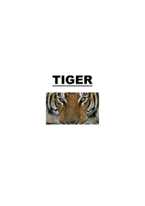 Research Pack – Tiger