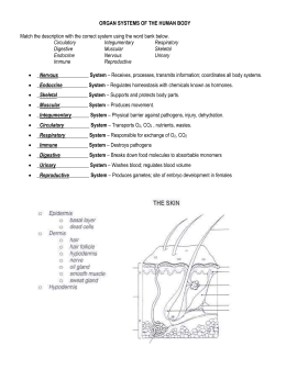 Worksheet The Integumentary System Answer Key