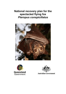 National recovery plan for the spectacled flying fox Pteropus