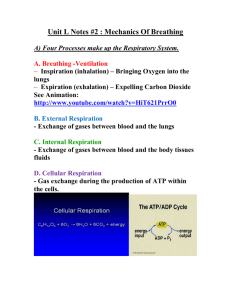 Unit L Notes #2 : Processes of the Respiratory System
