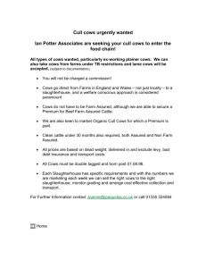 Cull Cows Wanted - Ian Potter Associates