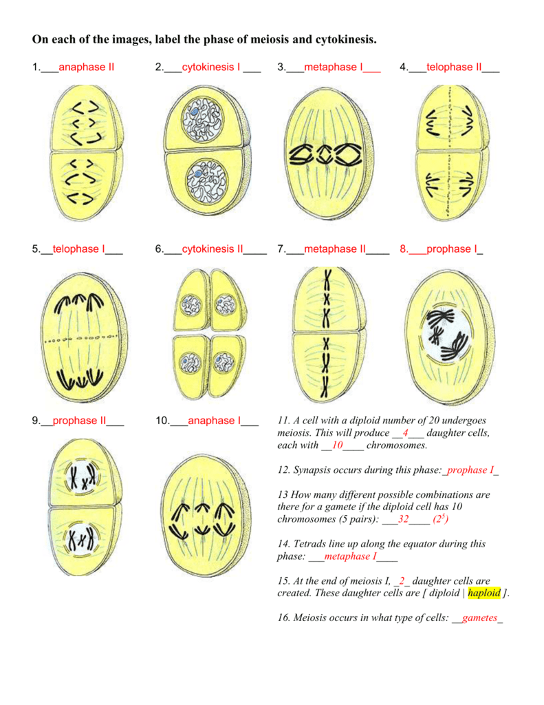 Diagram The Stages Of Meiosis Diagram And Label Mydiagram Online