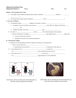bio sol review 13 reproduction mitosis meiosis meiosis powerpoint
