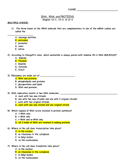 12.3 Dna Replication Worksheet — Villardigital Library For Education