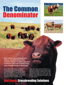 The Common Denominator - Red Angus Association of America