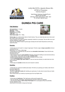 Guinea Pig Care Handout - North Nowra Veterinary Hospital