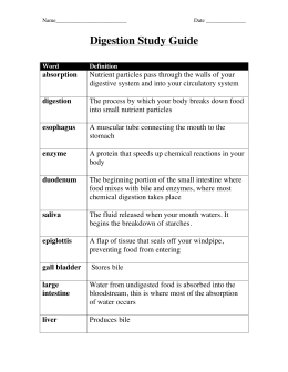 Anatomy Quiz – Digestive System