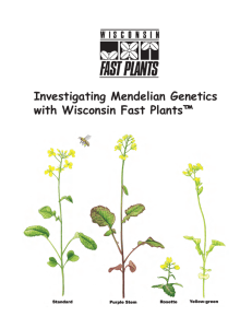 Investigating Mendelian Genetics with Wisconsin Fast Plants™ Activity