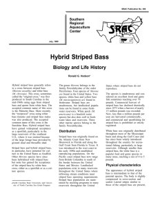 Hybrid Striped Bass: Biology and Life History