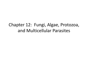 Chapter 12: Fungi, Algae, Protozoa, and Multicellular Parasites