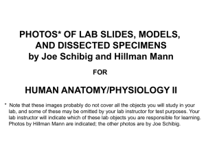 PHOTOS* OF LAB SLIDES, MODELS, AND DISSECTED