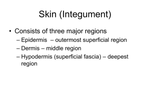 Skin (Integument)