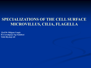 specializations of the cell surface microvillus, cilia, flagella