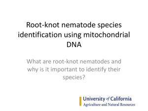 Root-knot nematode species identification using mitochondrial DNA