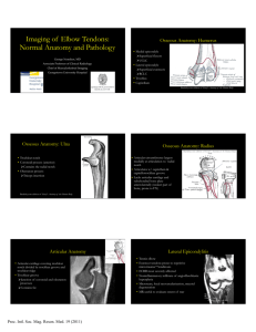 Imaging of Elbow Tendons