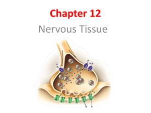 Chapter 12-Nervous tissue