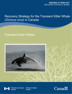 Recovery Strategy for the Transient Killer Whale (Orcinus orca) in