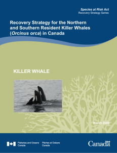 Killer whale recovery strategy
