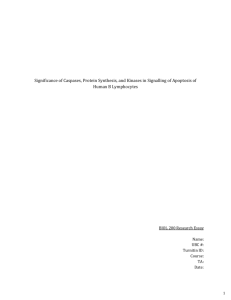 Biol 200 – Research Essay Assignment – Apoptosis, B cells
