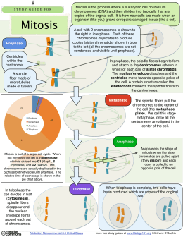 Meiosis vs. Mitosis Worksheet KEY