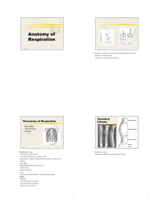 2. Anatomy of Respiration