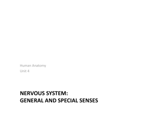 NERVOUS SYSTEM: GENERAL AND SPECIAL SENSES