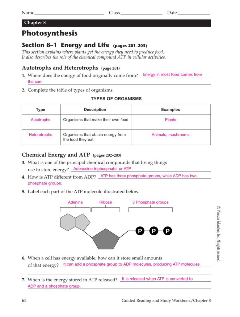 Atp Worksheet Answer Key