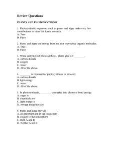 PLANTS AND PHOTOSYNTHESIS QUIZ