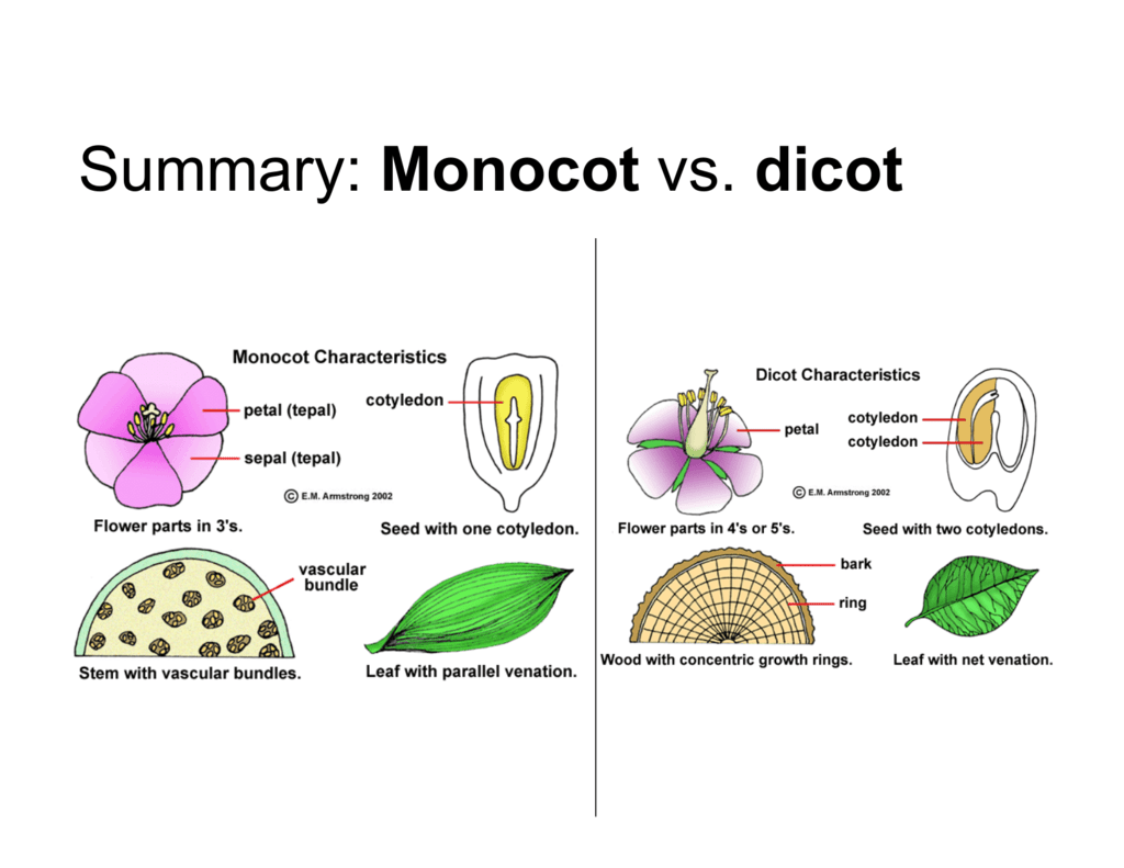 Difference Of Monocot And Dicot