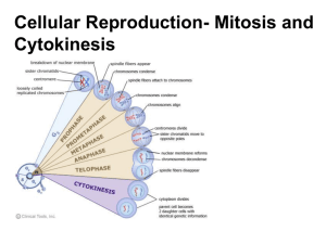 Cellular Reproduction- Mitosis and Cytokinesis