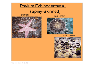 Starfish Sea Urchin