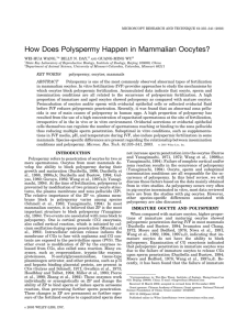 How does polyspermy happen in mammalian oocytes?