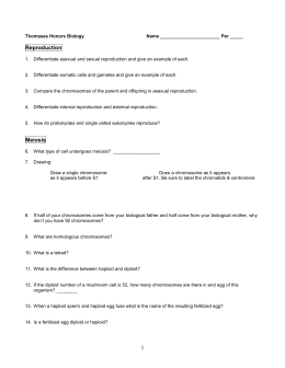 Mitosis Worksheet & Diagram Identification