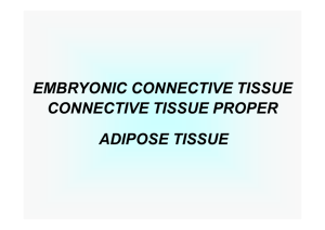 embryonic connective tissue connective tissue proper adipose tissue
