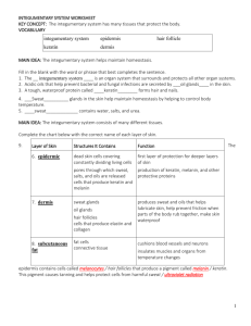 1 INTEGUMENTARY SYSTEM WORKSHEET KEY CONCEPT: The