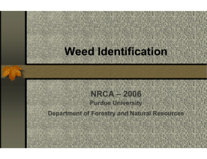 Weed Identification - Purdue Agriculture