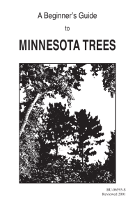 A Beginner's Guide to Minnesota Trees